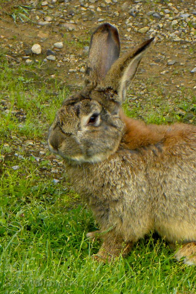 Pet rabbit - Free desktop wallpapers