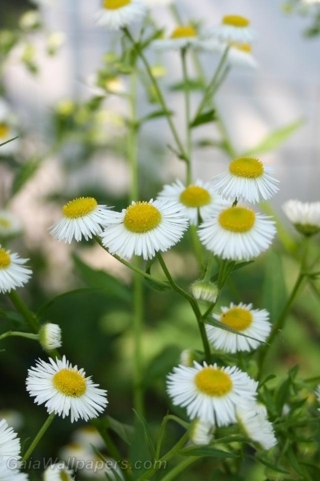 Fleurs comme de petits soleils blancs - Fonds d'écran gratuits