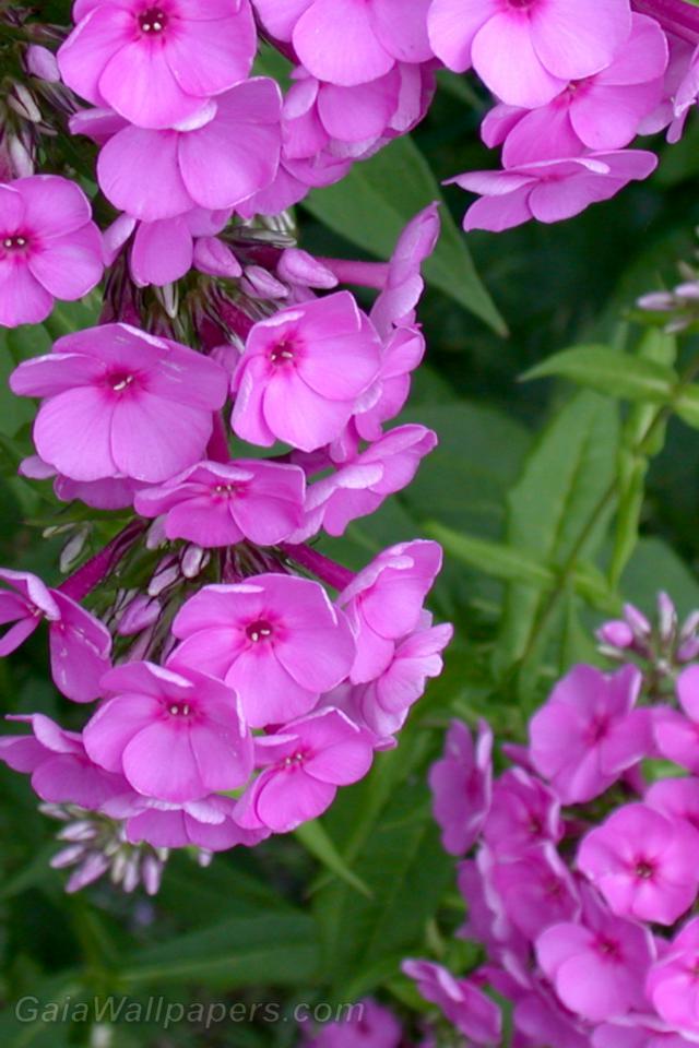 Beautiful pink flowers - Free desktop wallpapers