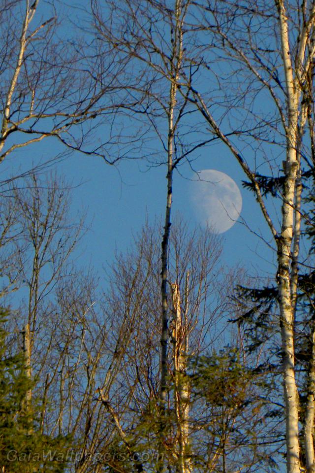Lever de lune sur la forêt d'automne - Fonds d'écran gratuits