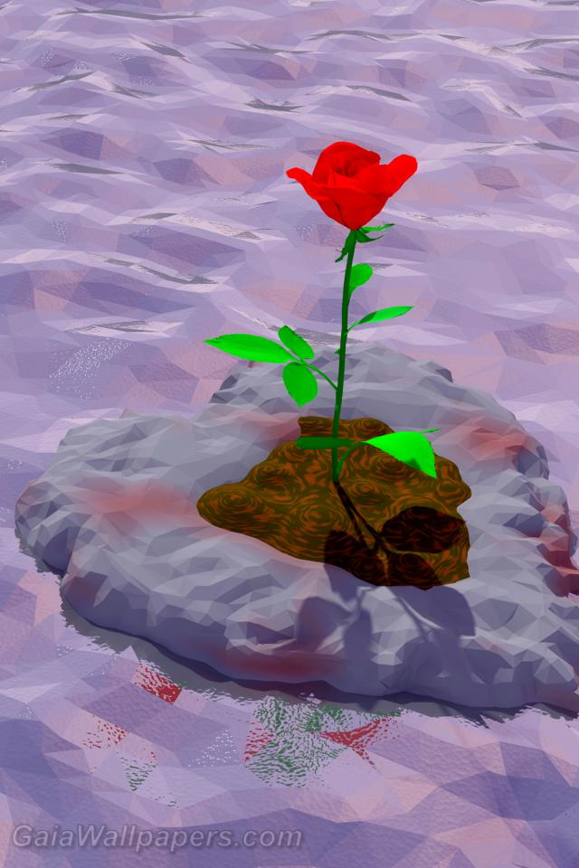 Rose de l'amour dérivant sur la mer - Fonds d'écran gratuits