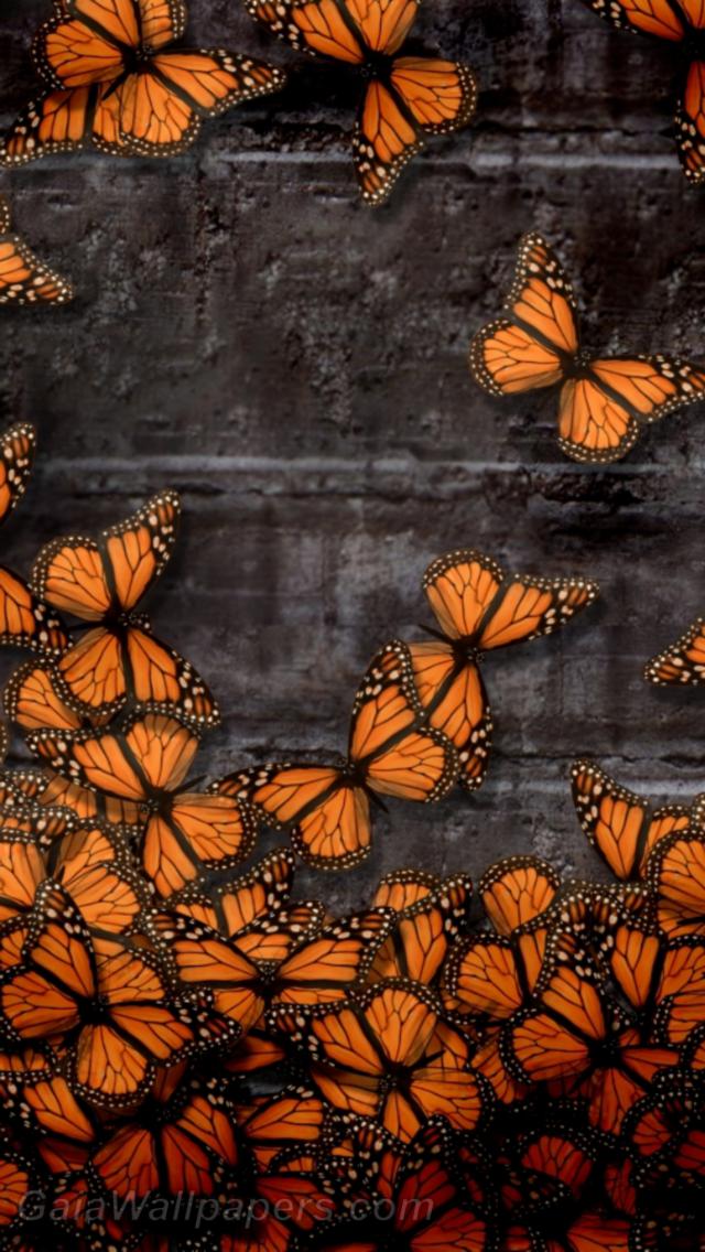 Papillons oranges sur le mur de pierre - Fonds d'écran gratuits
