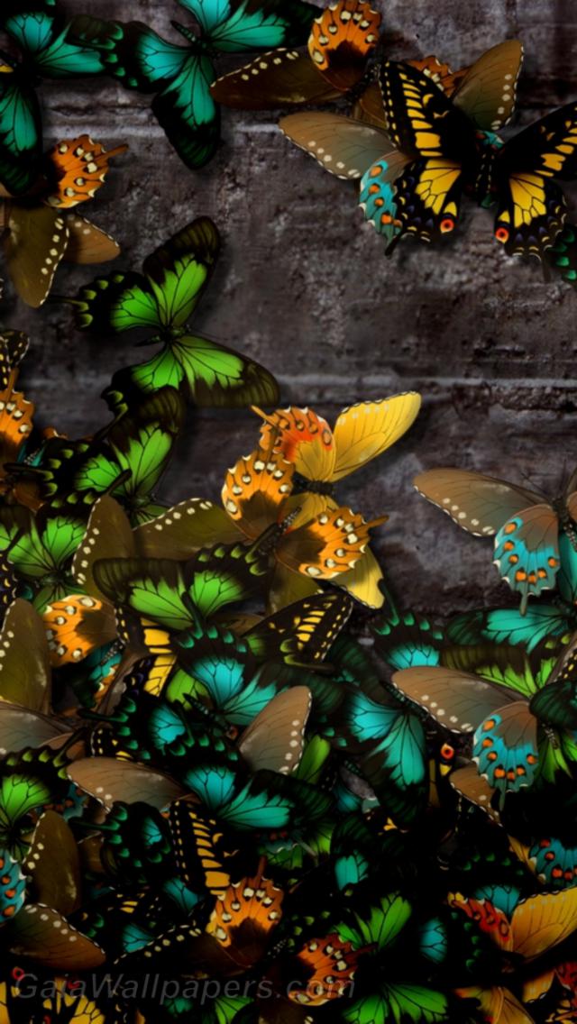 Papillons multicolores sur le mur de pierre - Fonds d'écran gratuits