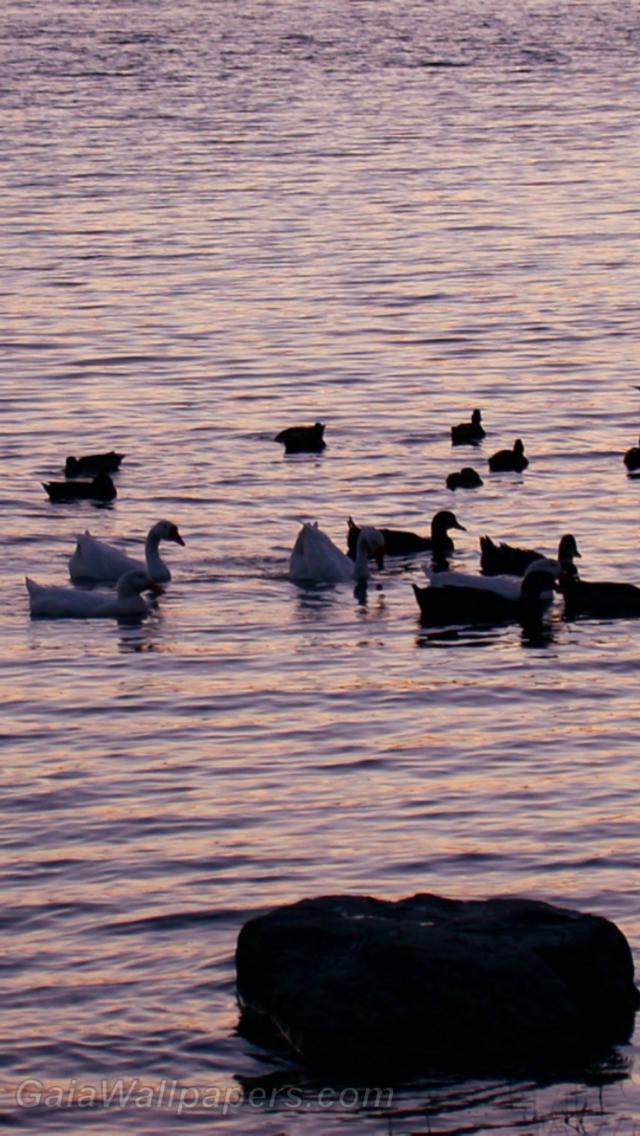 Oiseaux d'eau au coucher du soleil - Fonds d'écran gratuits