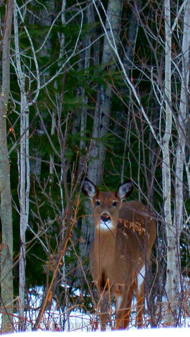 Deer hiding the branches - Free desktop wallpapers