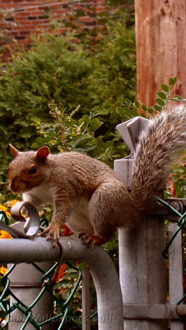Squirrel walking on the fence - Free desktop wallpapers
