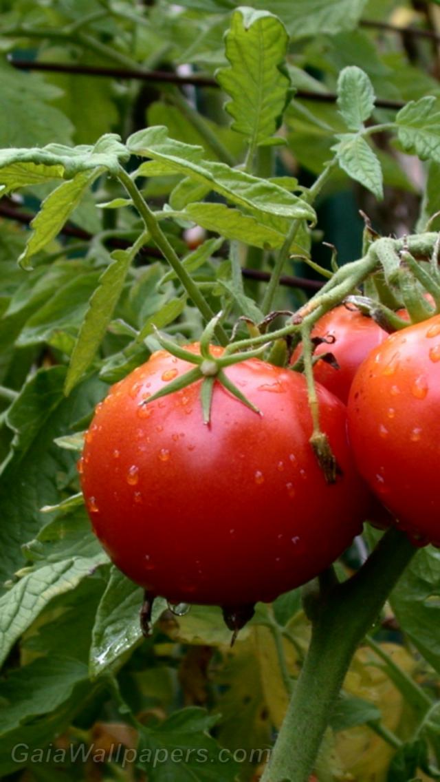 Tomates dans le jardin - Fonds d'écran gratuits