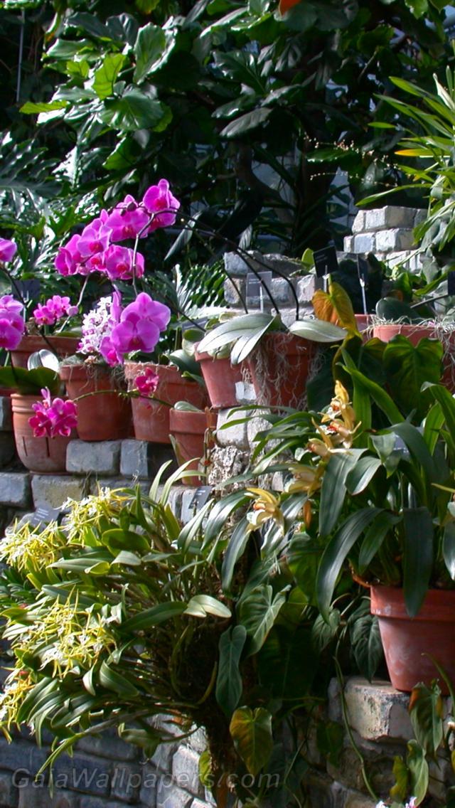 Collection d'orchidées - Fonds d'écran gratuits