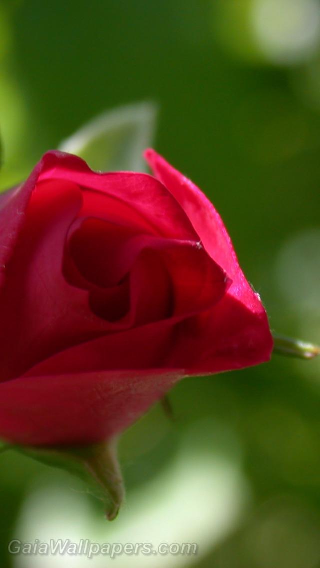 Red rose solitaire - Fonds d'écran gratuits