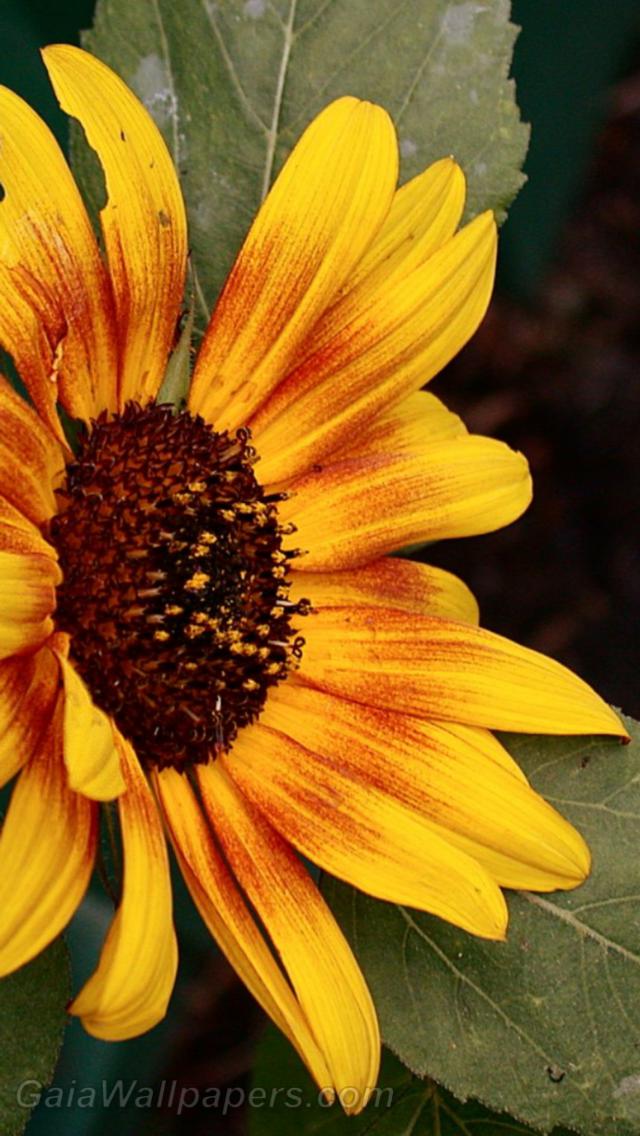 Sunflower - Free desktop wallpapers
