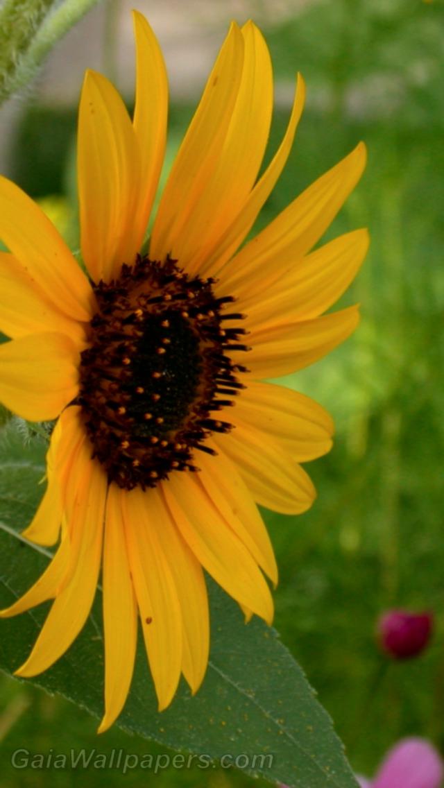 Sunflower - Free desktop wallpapers