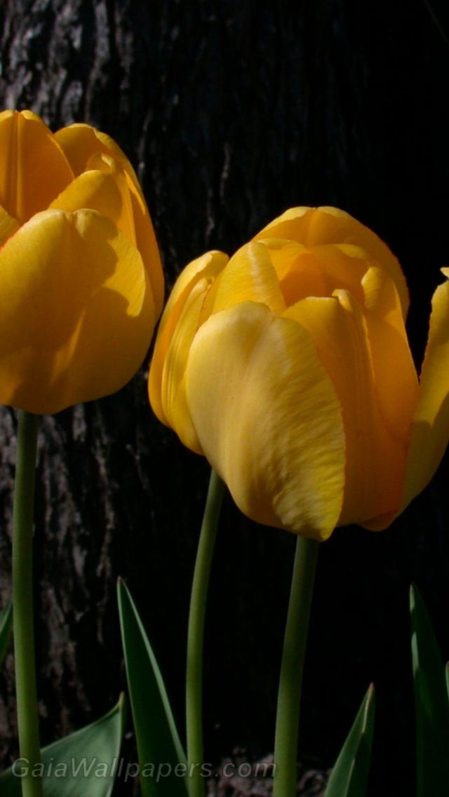 Yellow tulips - Free desktop wallpapers