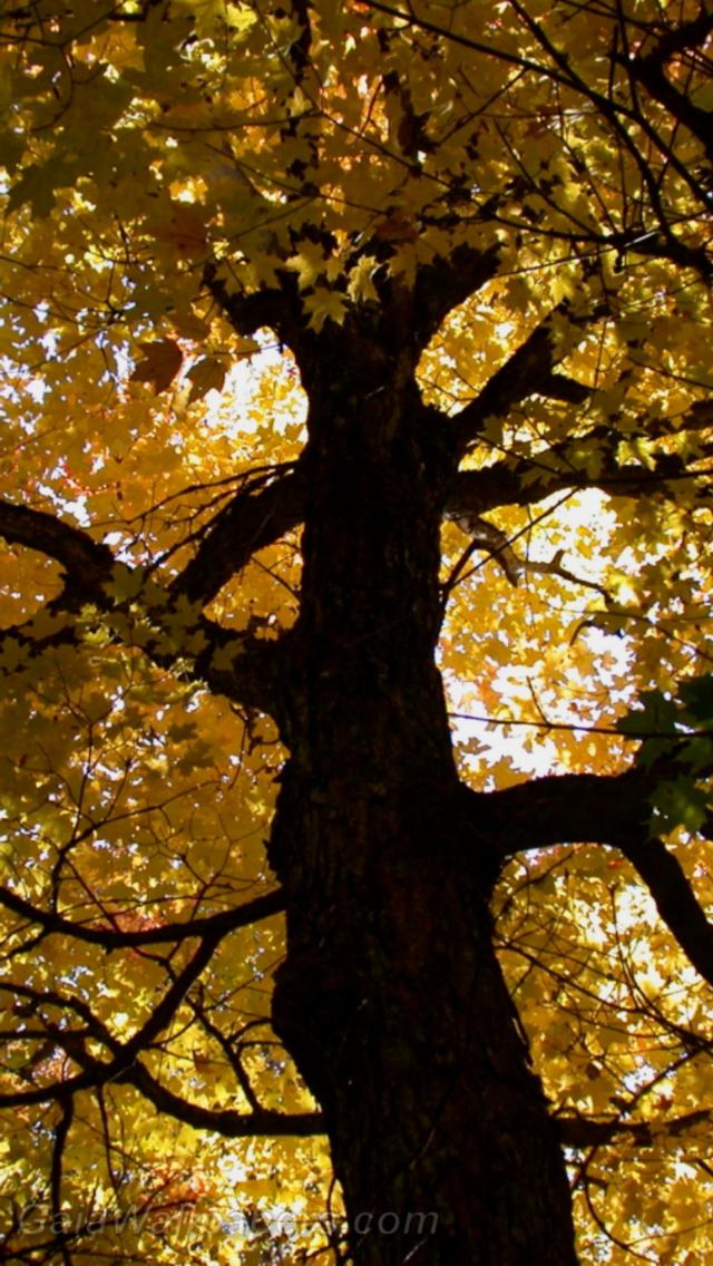 Autumn maple - Free desktop wallpapers