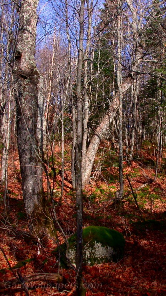 Forêt dénudée de feuille en automne - Fonds d'écran gratuits