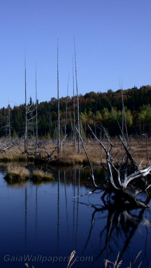 Dead lake created by beavers - Free desktop wallpapers
