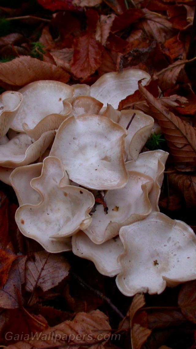 Mushrooms in the leaves - Free desktop wallpapers