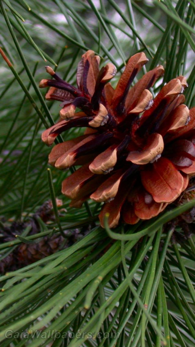 Mature pine cone - Free desktop wallpapers