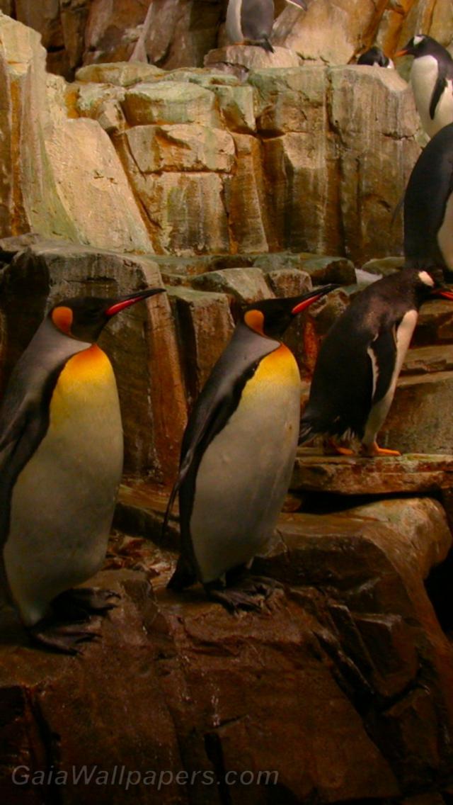 Penguins on the rocks - Free desktop wallpapers