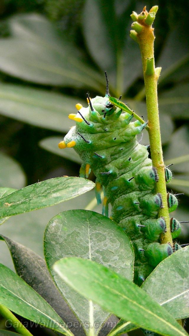 Caterpillar eating - Free desktop wallpapers
