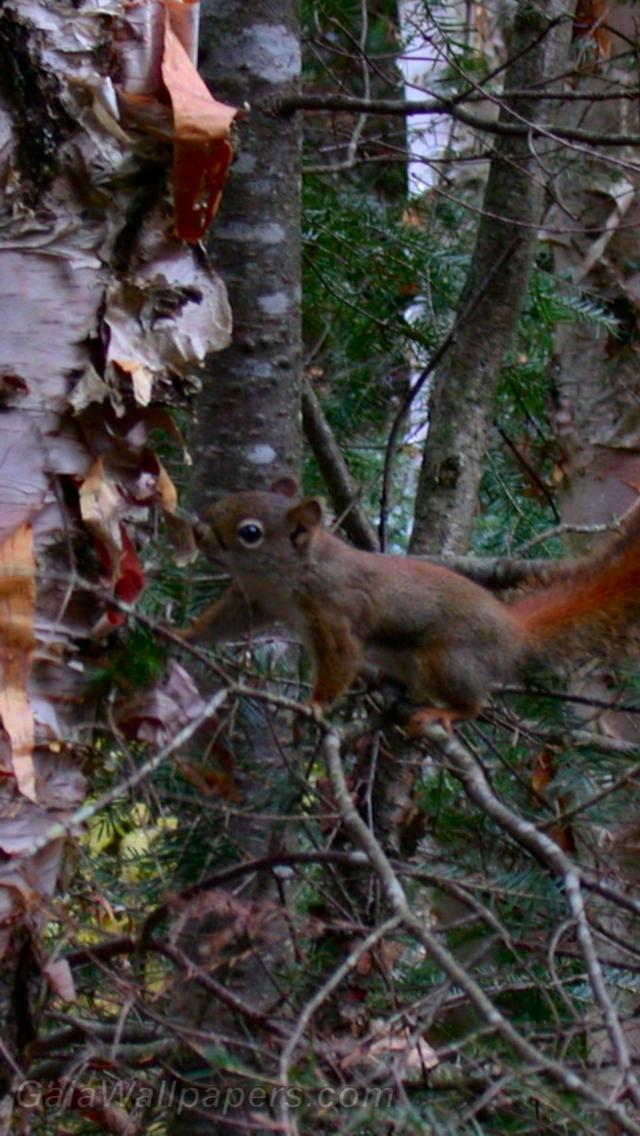 Écureuil en train de courir sur les branches - Fonds d'écran gratuits