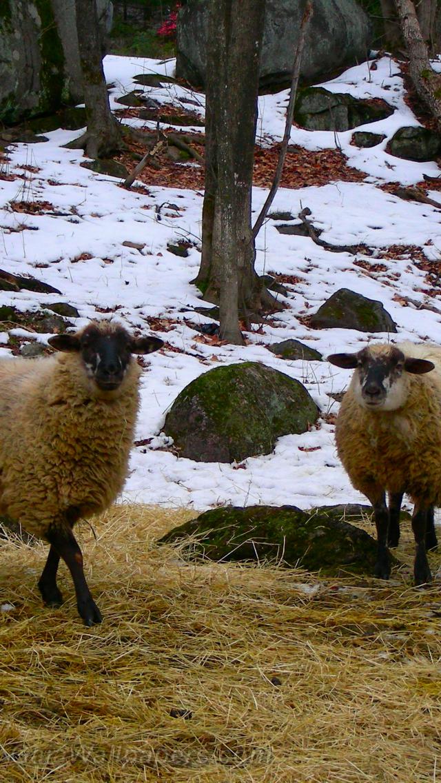 Moutons en hiver - Fonds d'écran gratuits