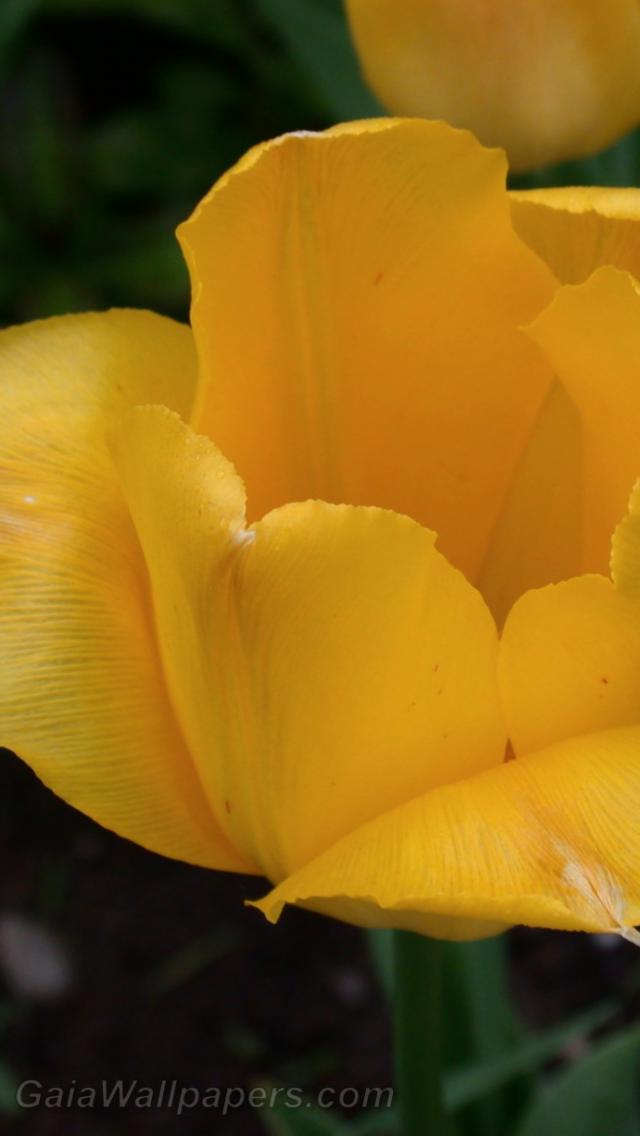 Yellow tulip - Free desktop wallpapers