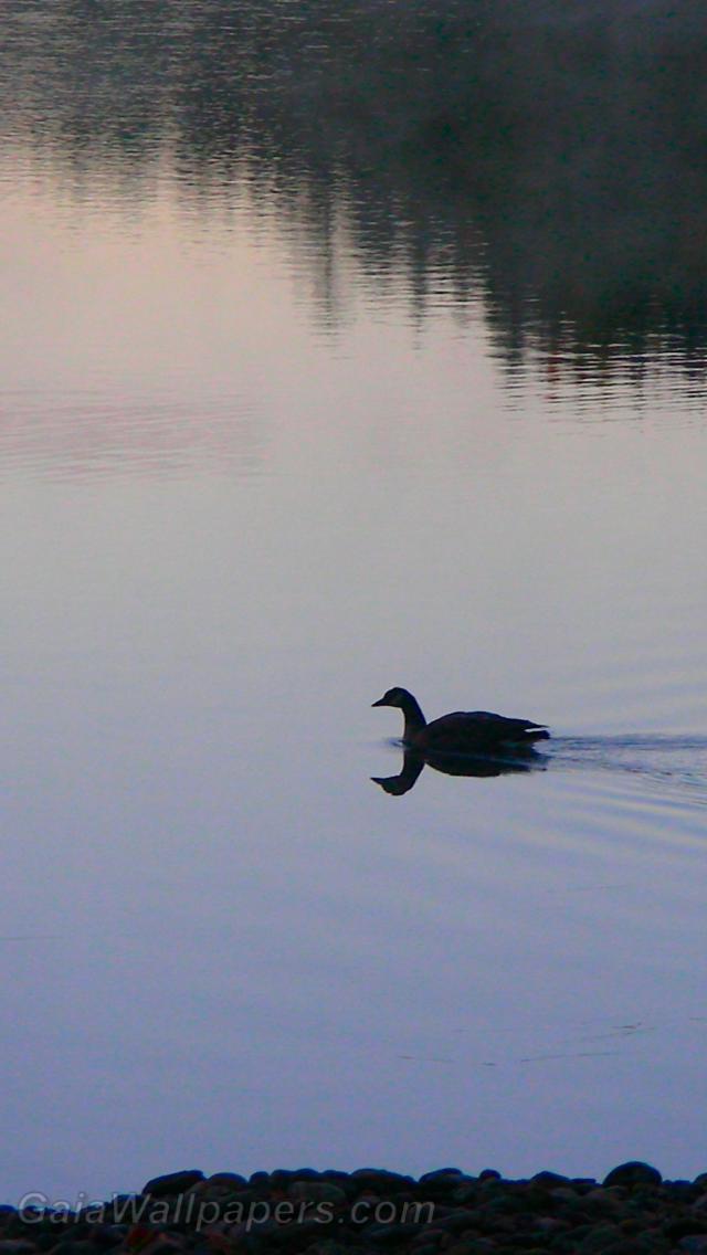 Duck swimming on a calm lake - Free desktop wallpapers