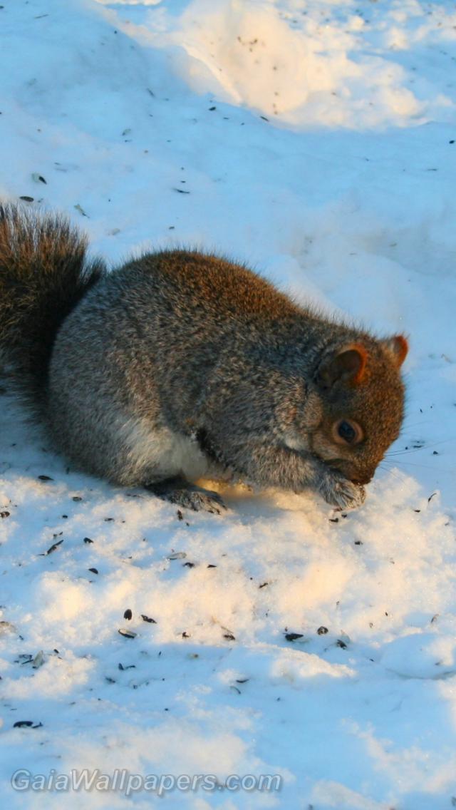 Écureuil en train de manger sur la neige - Fonds d'écran gratuits