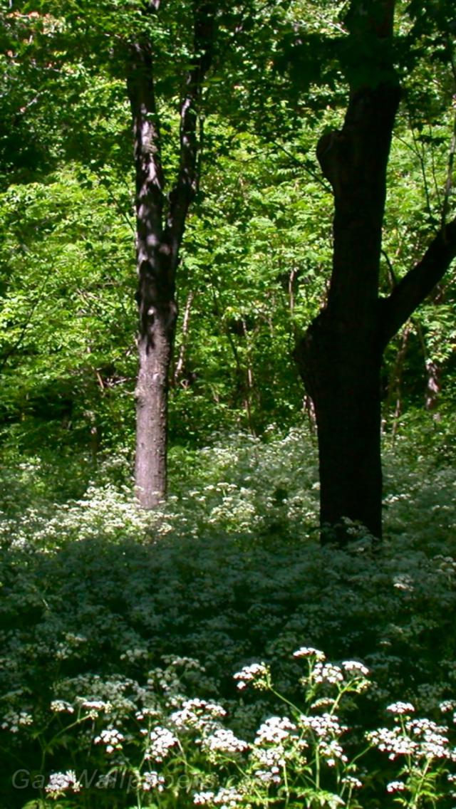 Forêt de printemps au Mont Royal - Fonds d'écran gratuits