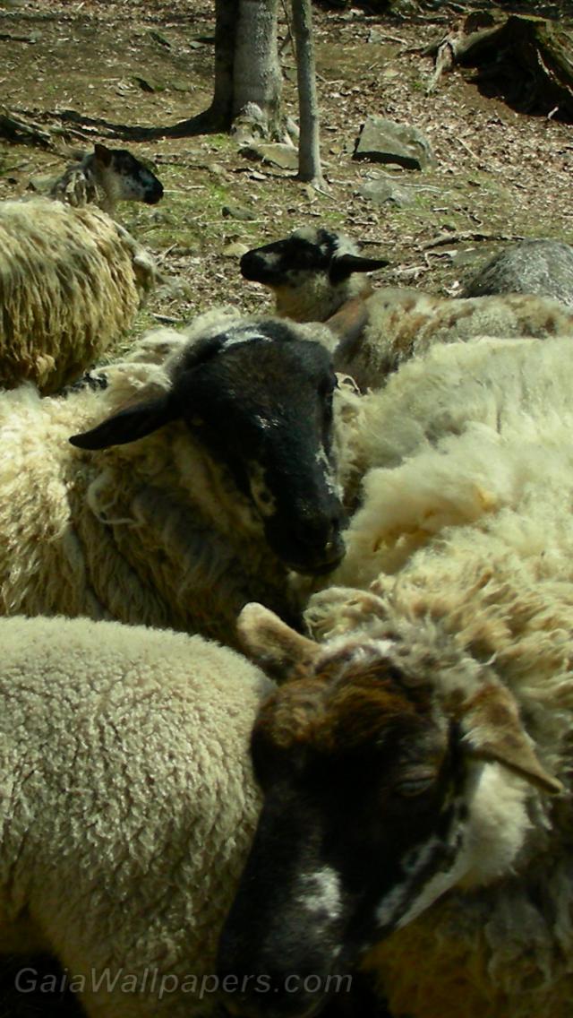 Moutons avec leurs agneaux - Fonds d'écran gratuits