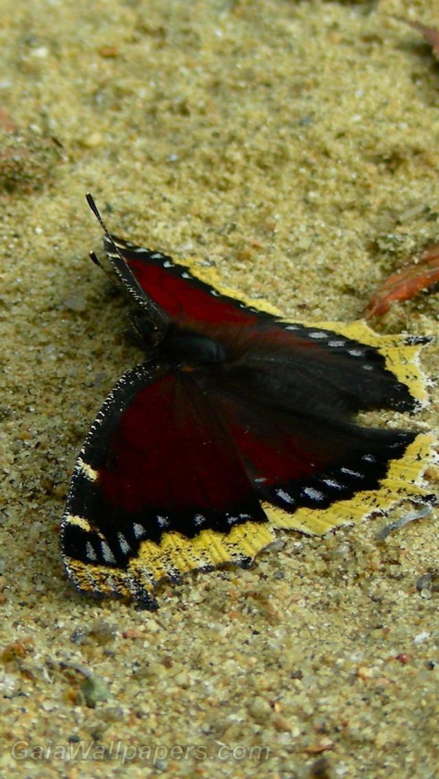 Butterfly in the sand - Free desktop wallpapers