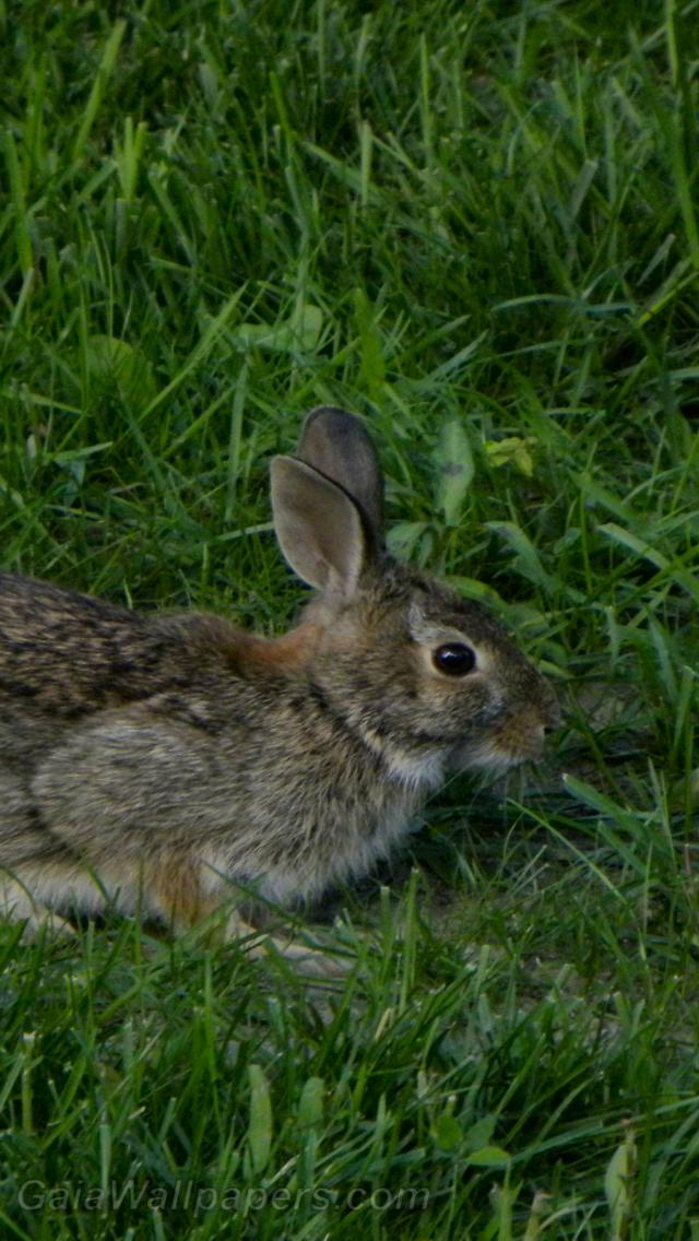 Rabbit in the lawn - Free desktop wallpapers