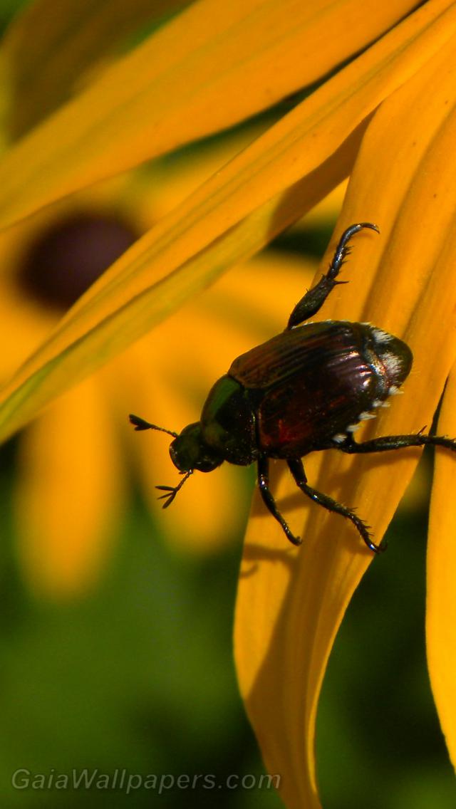 Petit insecte escaladant une Rudbeckia - Fonds d'écran gratuits