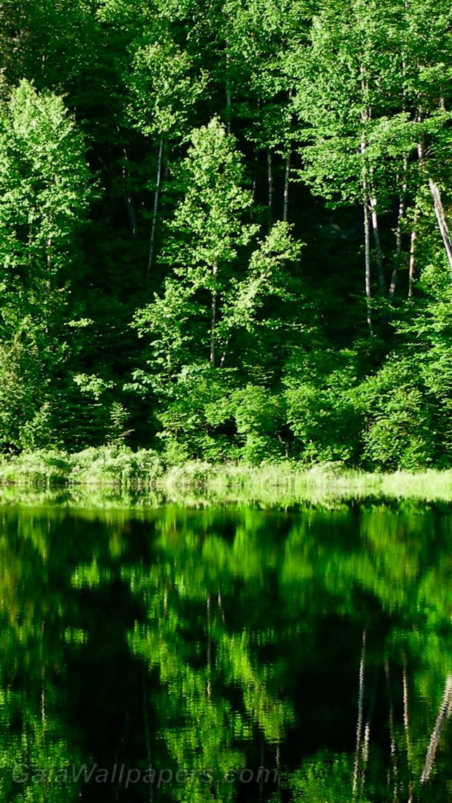 Green forest water reflection - Free desktop wallpapers