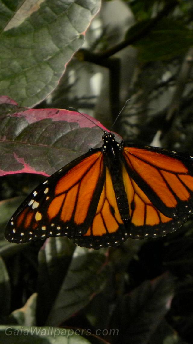 Papillon Monarque - Fonds d'écran gratuits