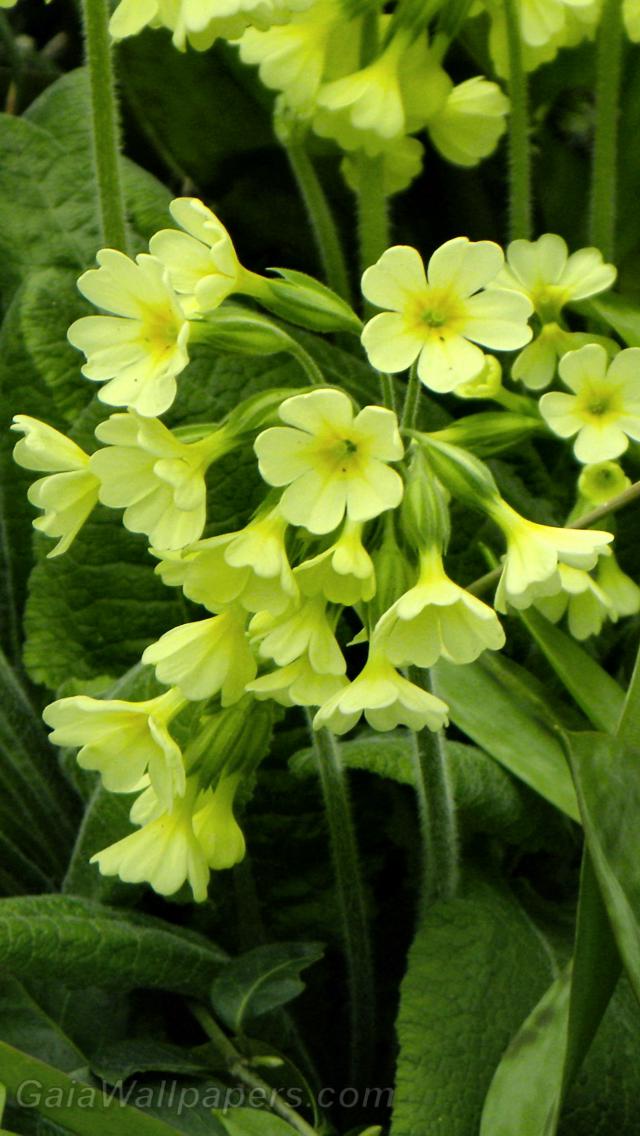 Belles fleurs jaunes - Fonds d'écran gratuits