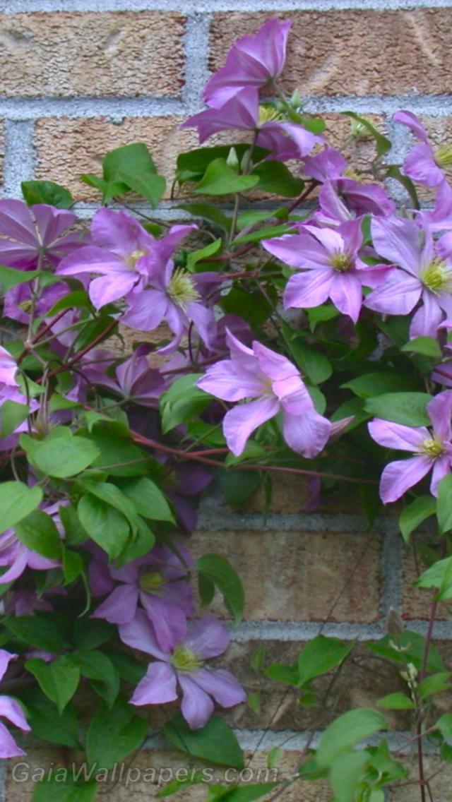 Clematis on a brick wall - Free desktop wallpapers