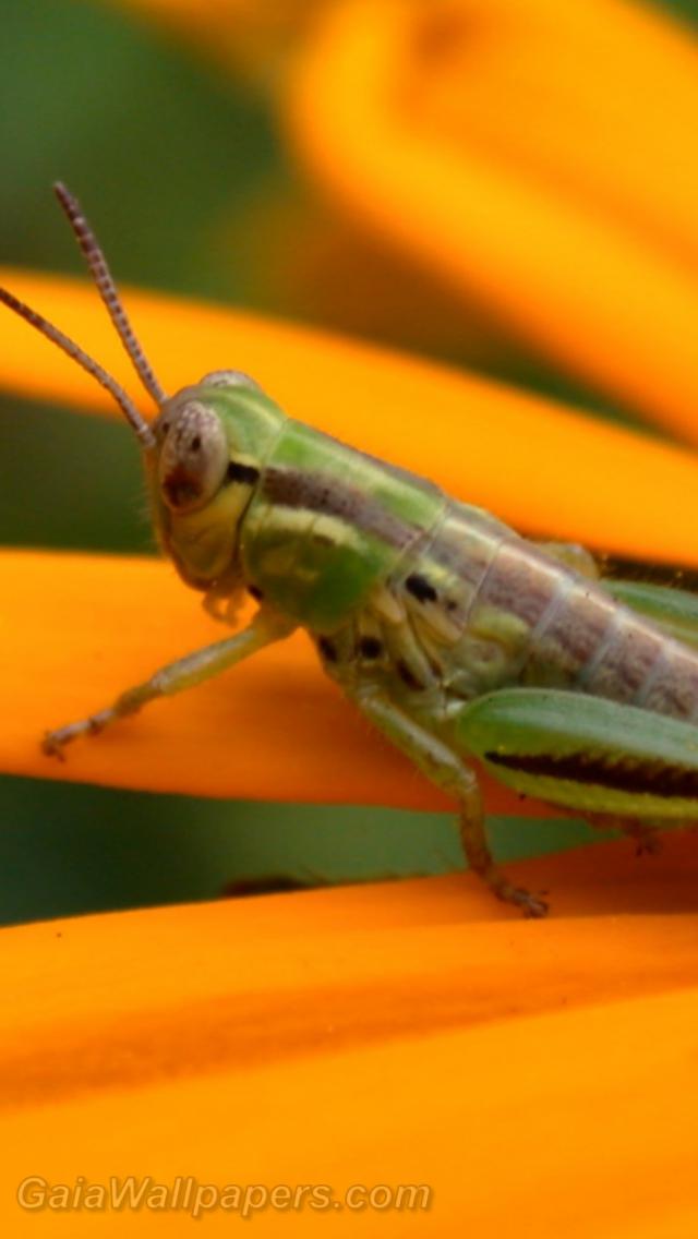 Grasshopper on a Rudbeckia - Free desktop wallpapers