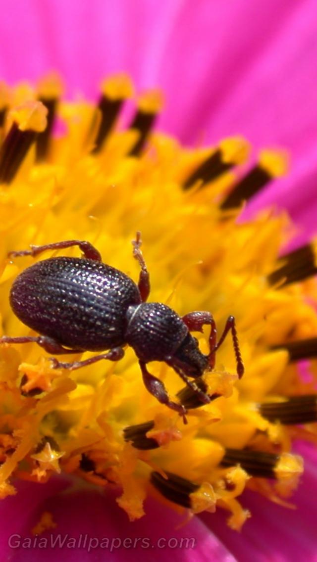 Little beast in the pollen - Free desktop wallpapers