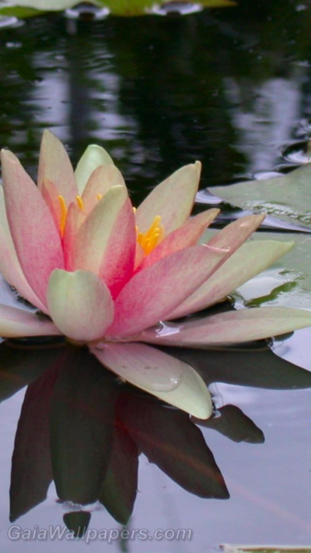 Water lily flower at its peak - Free desktop wallpapers