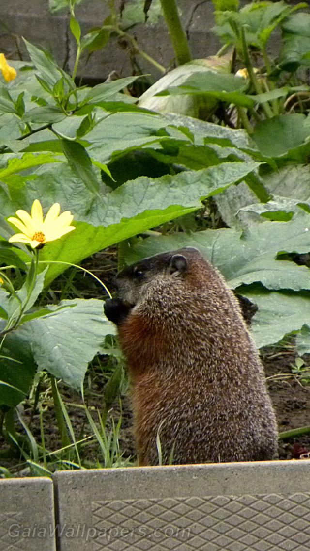 Marmotte mangeant dans la jardin - Fonds d'écran gratuits