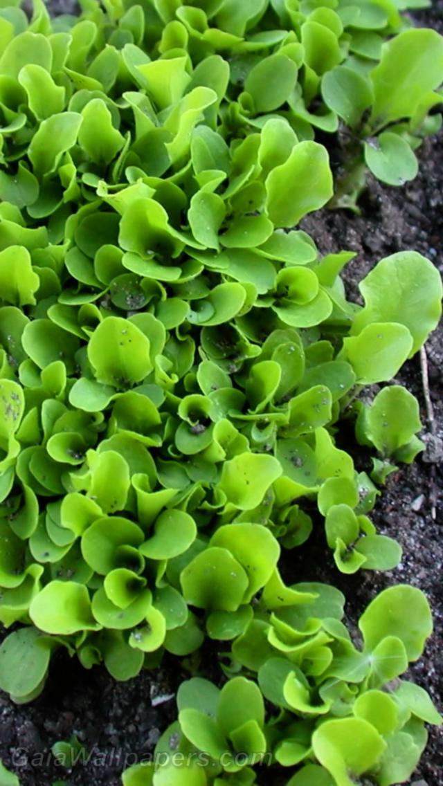Salad growing in the garden - Free desktop wallpapers