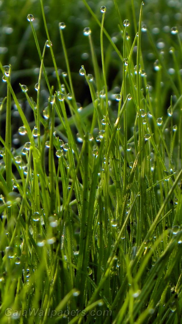 Morning dew in the grass - Free desktop wallpapers