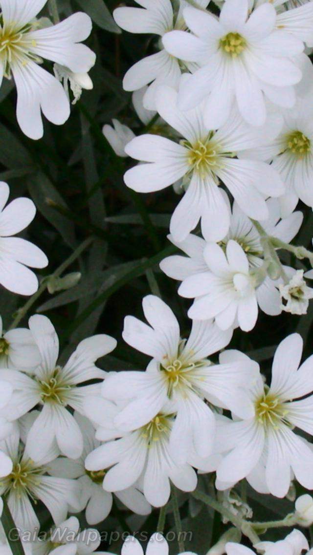 Beautiful white flowers - Free desktop wallpapers