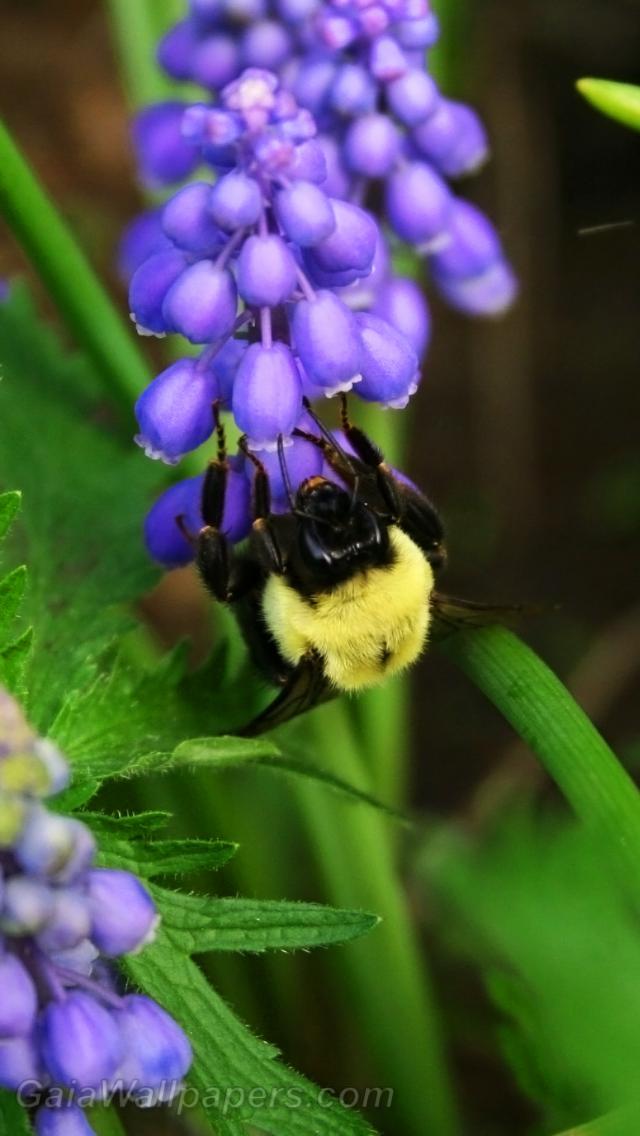 Bumblebee on the Muscari - Free desktop wallpapers