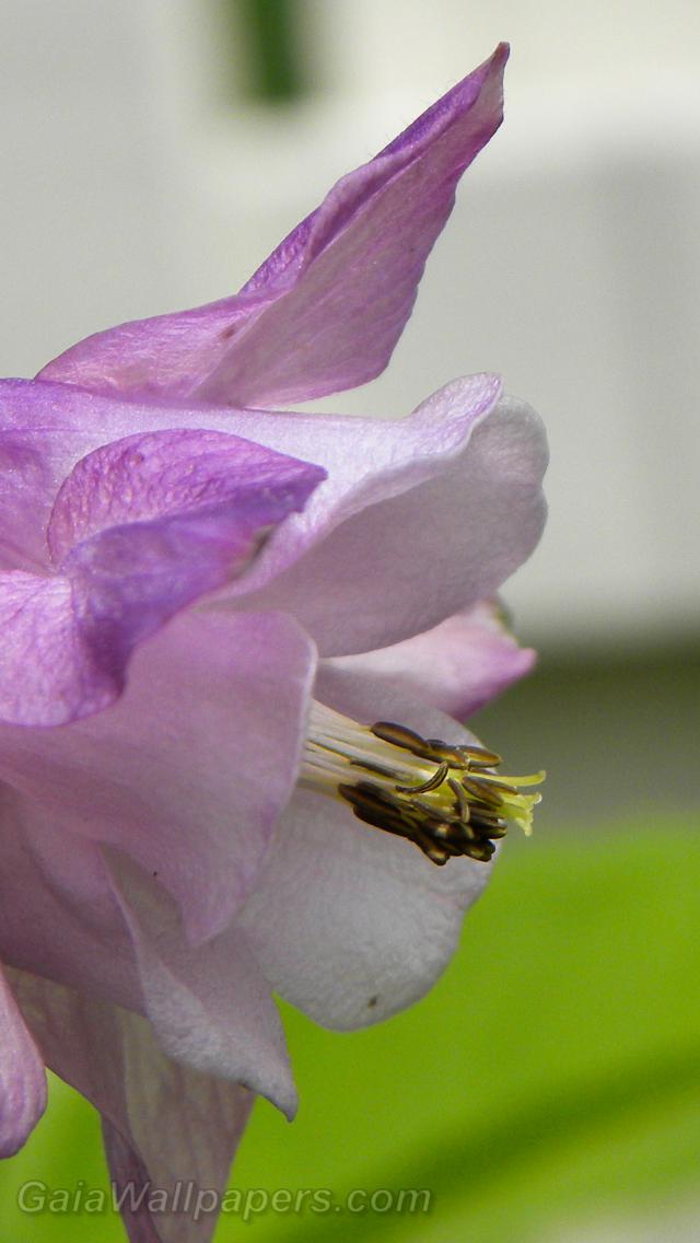 Little insect walking on a flower - Free desktop wallpapers
