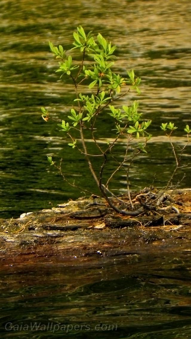 Petit arbre survivant sur l'eau - Fonds d'écran gratuits