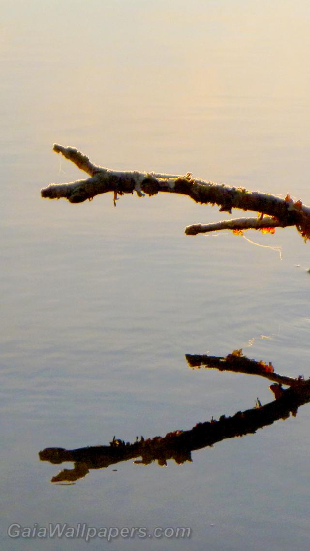 Morning reflection of a dead tree on the lake - Free desktop wallpapers