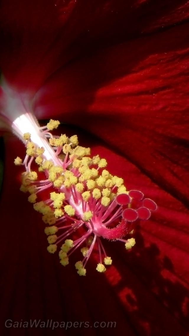 Hibiscus reproductive organ - Free desktop wallpapers