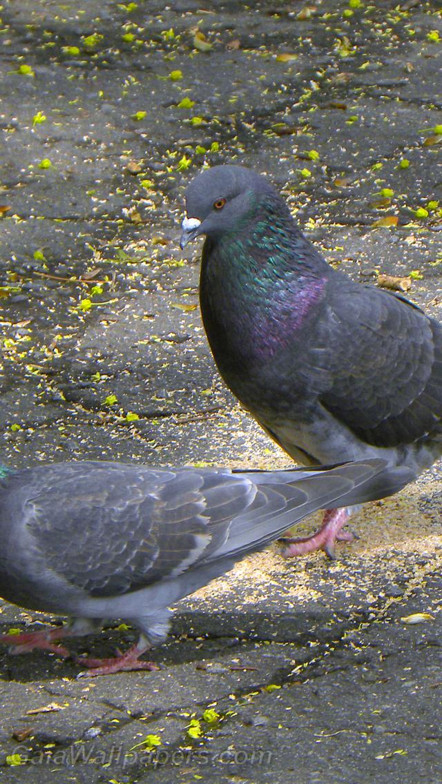 Couple de pigeons - Fonds d'écran gratuits